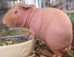 Our Skinny pig