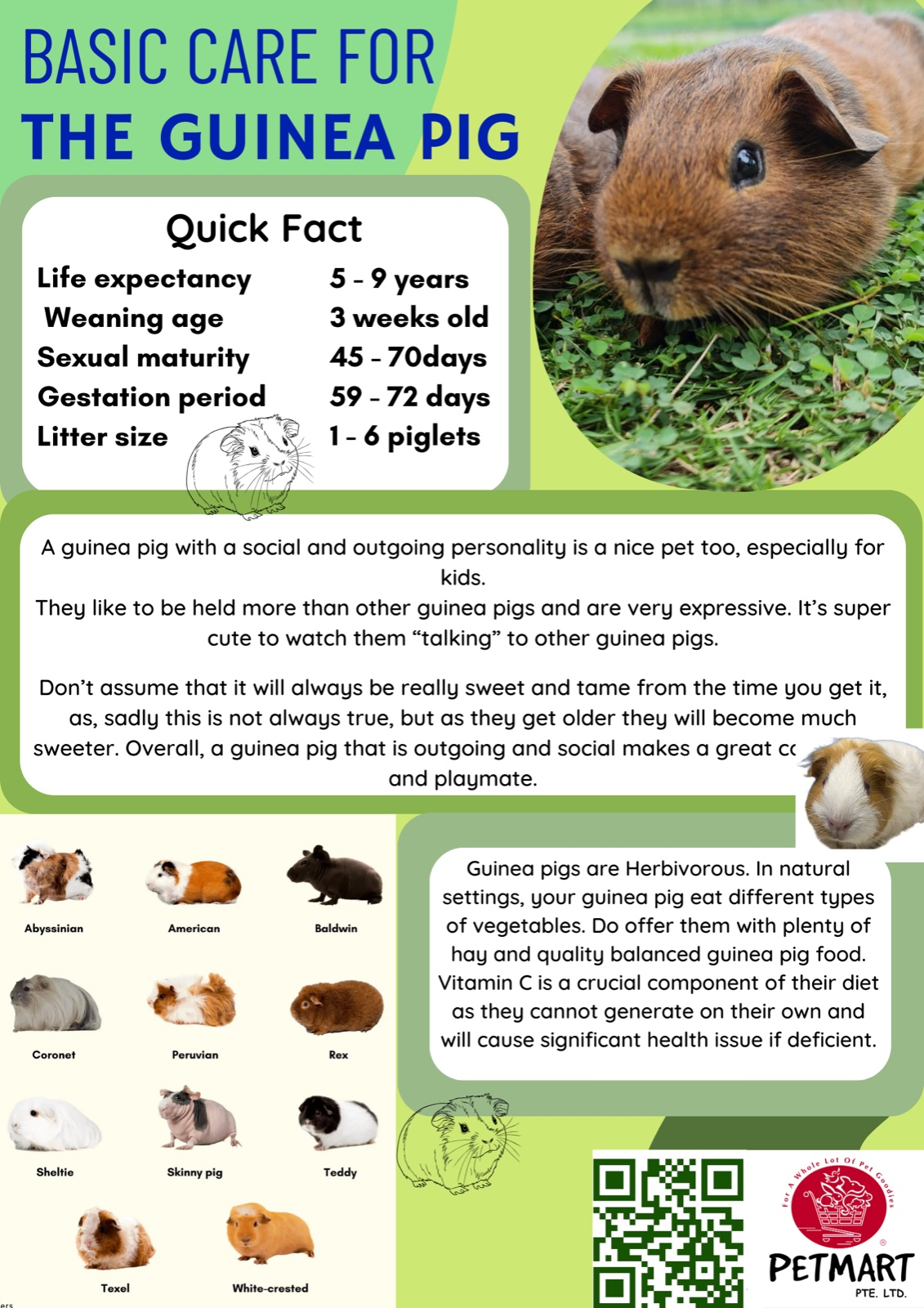 Basic Care For Guinea Pig