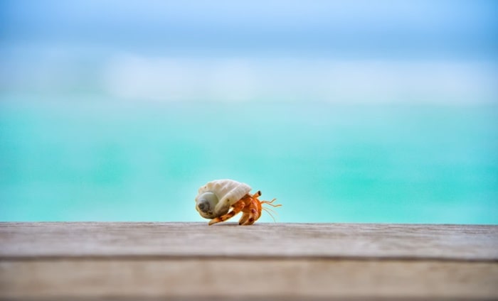Keeping The Hermit Crab As A Pet