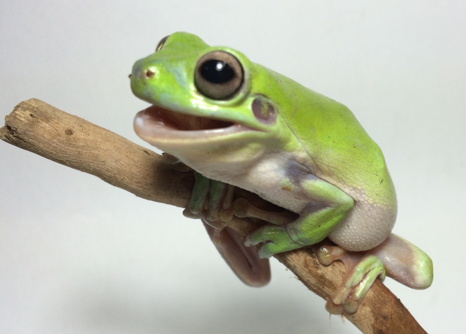 Keeping The Green Tree Frog As A Pet