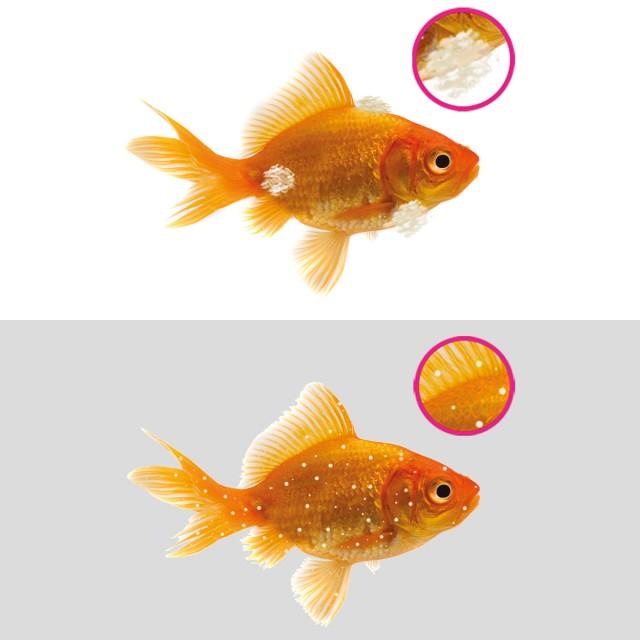 NT LABS Aquarium Anti-White Spot & Fungus 100ML NT477