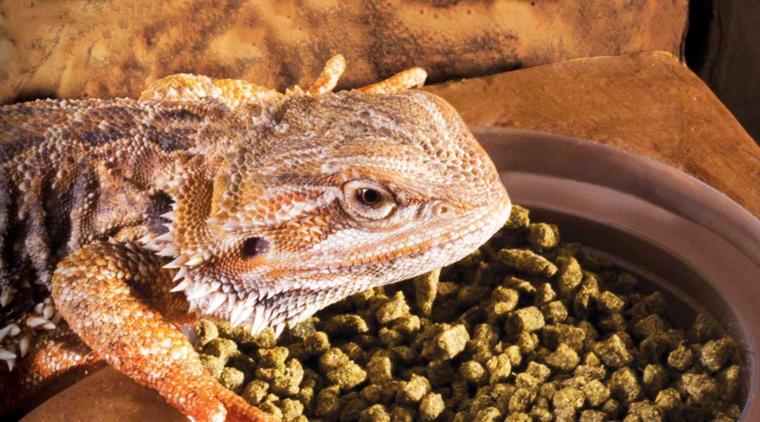 Exo Terra PT2835 Feeding Dish for Reptiles Food Cup Diet