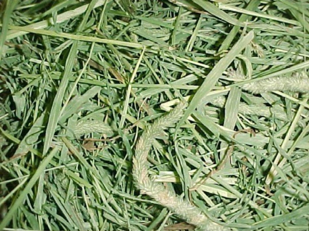 PREMIUM Timothy Hay 1kg (ZIP lock)