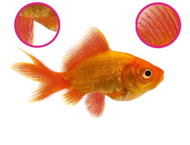 NT LABS Aquarium Anti-Fluke & Wormer (remove flukes and worms) 2 x 500L NT480