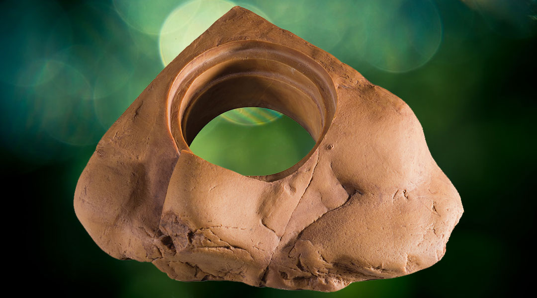 Exo Terra PT2835 Feeding Dish for Reptiles Food Cup Diet