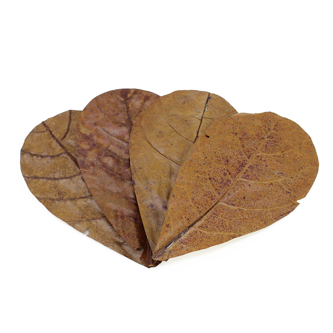 SEACHEM Catappa Leaves Md Medium Size: 6-7 inches 12pcs
