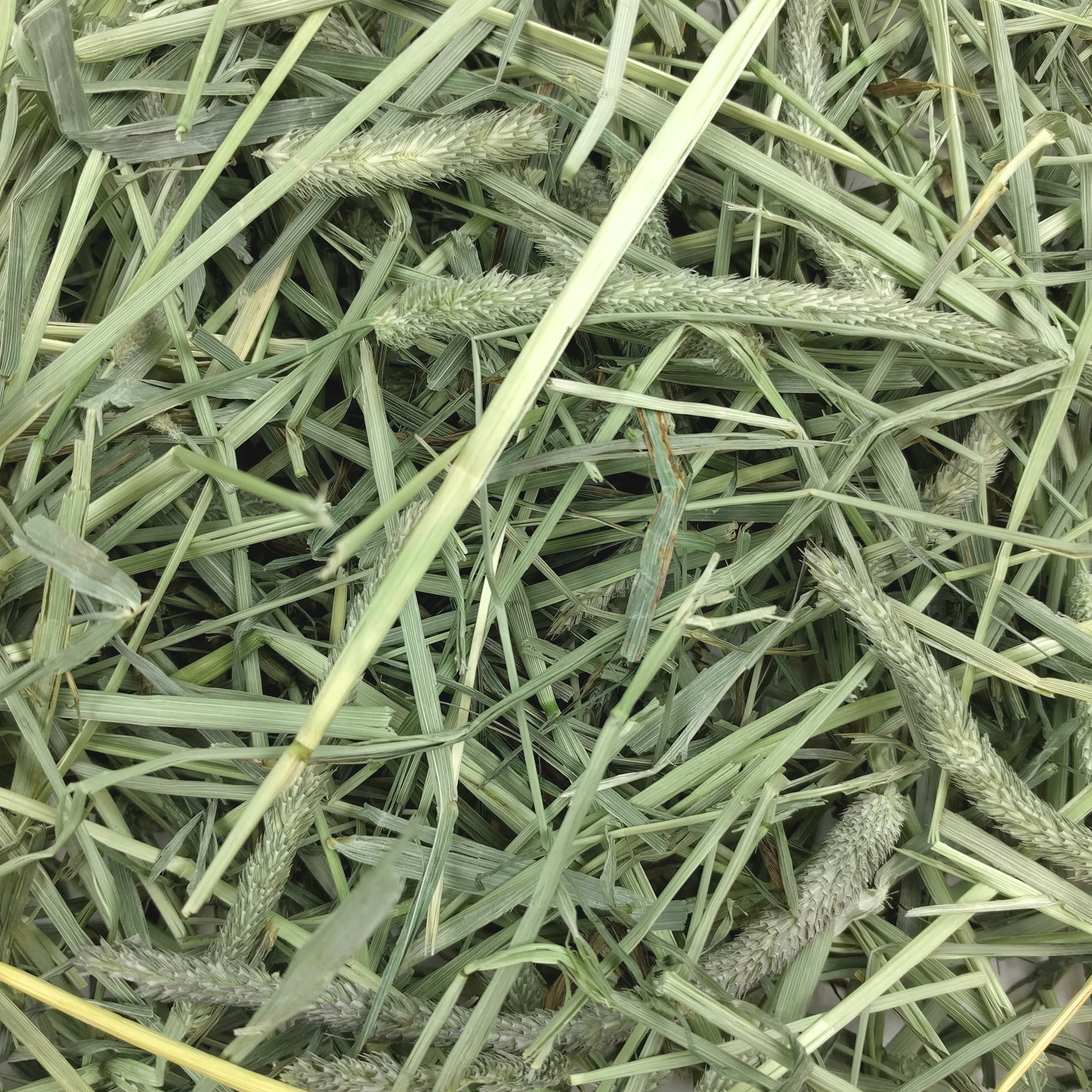 OXBOW WESTERN TIMOTHY HAY 