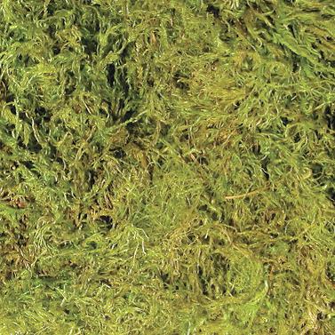 ZOOMED Terrarium Moss CF2-S (S)