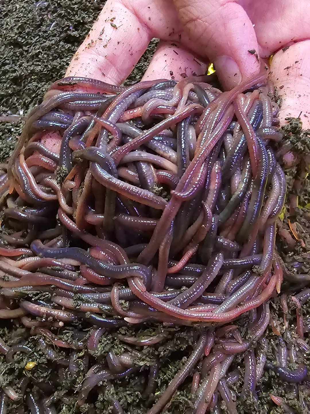 Malaysian Blue 