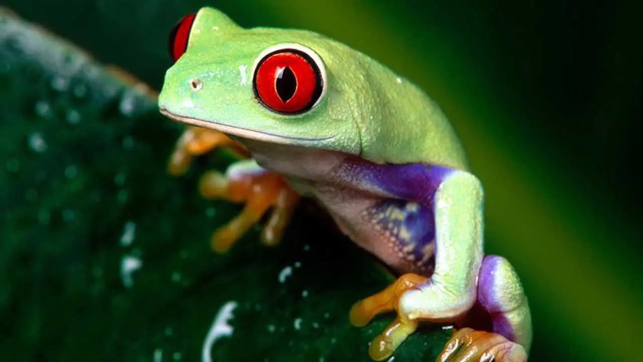 EXO TERRA PT3115 BIO DRAIN SUBSTRATE 2KG 4.4 lb