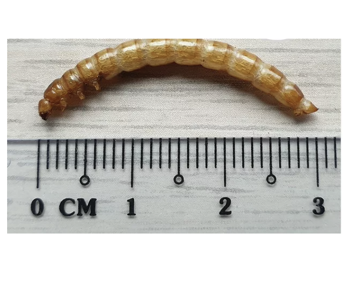 SuperGrubs Dried Mealworms Mealworms 400g