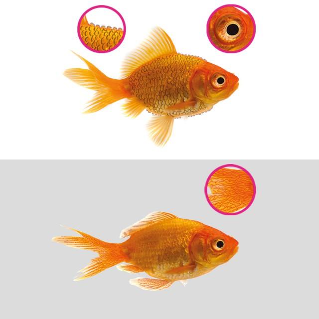 NT LABS Aquarium Anti-Internal Bacteria 100ml NT479