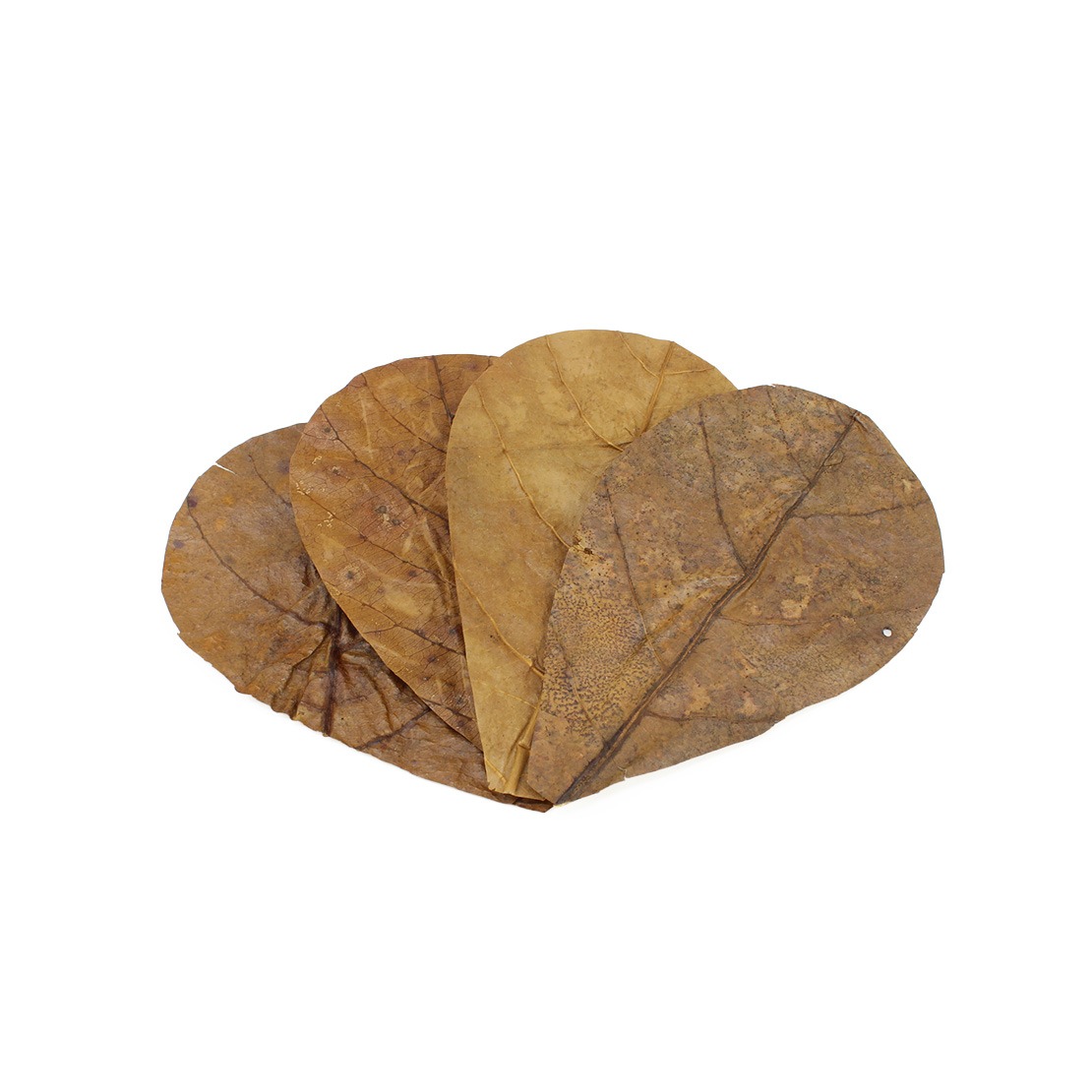 SEACHEM Catappa Leaves Sm Small Size: 4-5 inches 12pcs