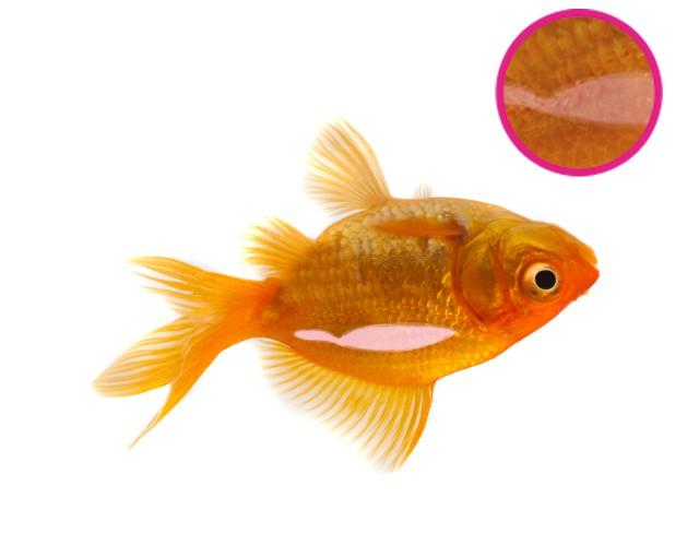 NT LABS Aquarium Swimbladder Treatment 100ml (treat fish buoyancy disease) NT481